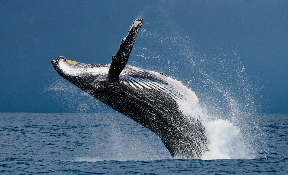 Whale Inflows Into Bitcoin Exchanges Slow Down; Is a Recovery Ahead?