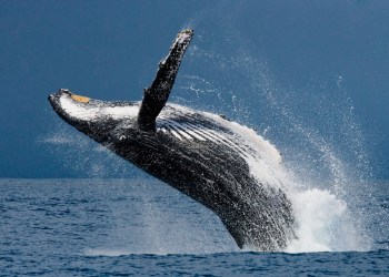 Whale Inflows Into Bitcoin Exchanges Slow Down; Is a Recovery Ahead?