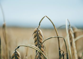 This Eerie Bitcoin Fractal Predicts a Move to $13,000 Is Imminent