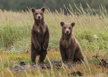 Here’s Why Ethereum Might Plunge to $340 Before Ending Its Bear Trend