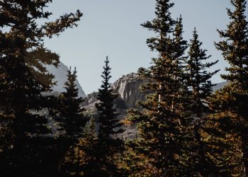 The Number of Bitcoin Whales Is Soaring—and That’s Good For BTC