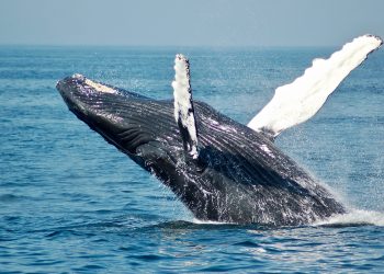 This Whale Trend Indicates a Flood of Retail Investors Will Soon Launch Bitcoin Higher