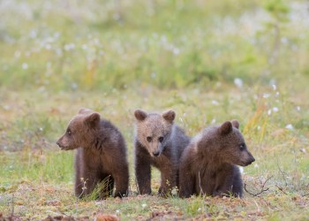 Bitcoin Analyst Details 3 Reasons Why He Expects Price to Fall to $13.8K