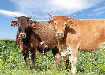 Bitcoin At $20K by New Year? These Two “Important” Indicators Say So