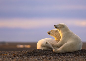 3 Bearish Cases for Bitcoin amid US Election Suspense