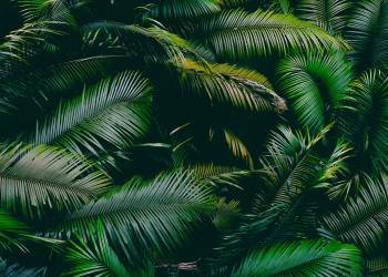 Bitcoin Could “Pull a Tesla” Rally Before 2020 Ends: Analyst