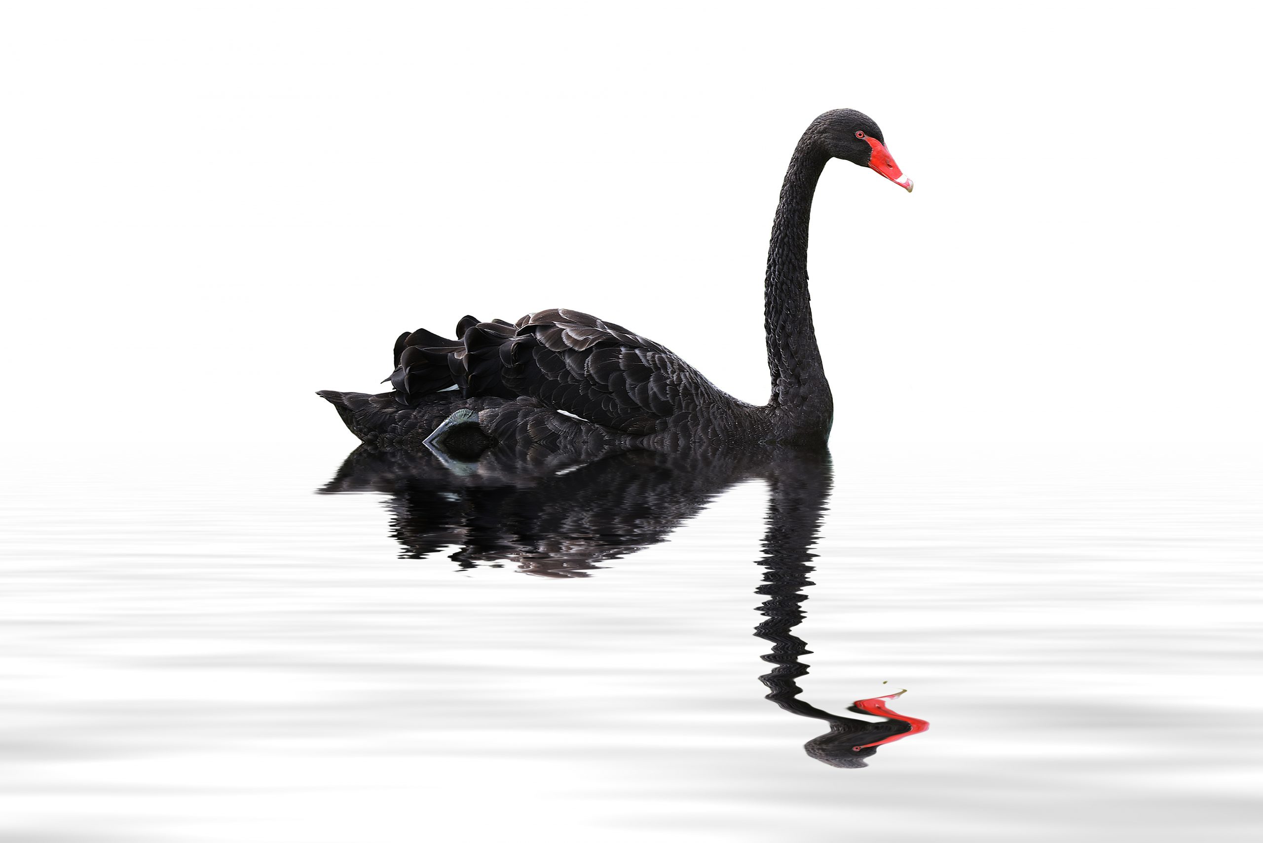 bitcoin black thursday swan