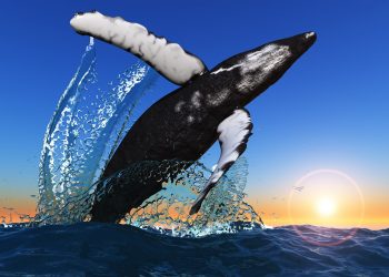 bitcoin btc whale selloff