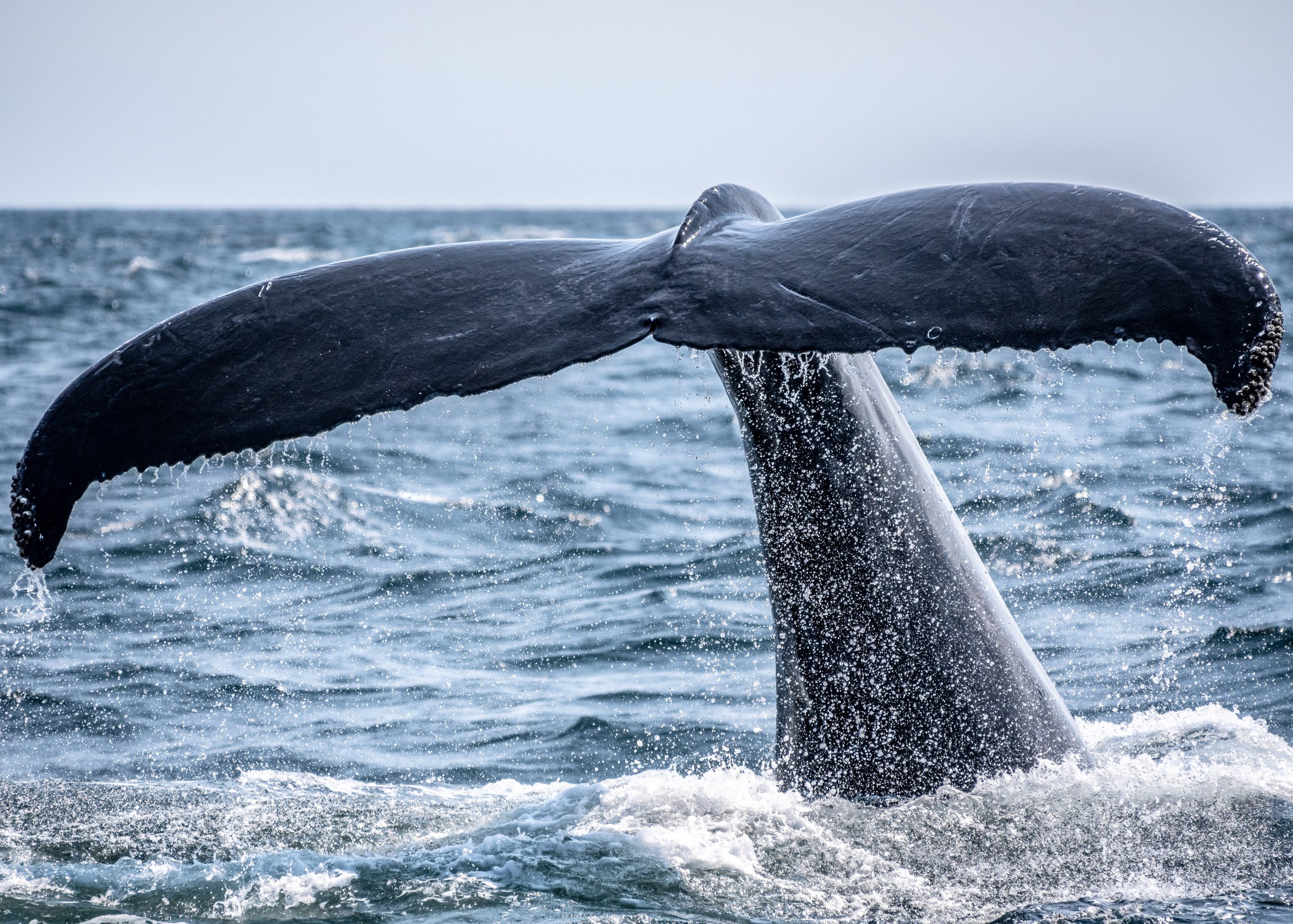 Data Suggests Whales are Keen on Protecting One Key Bitcoin Support Level