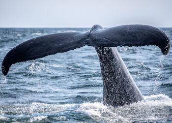 Analytics Firm Reveals That Whales are Starting to Accumulate Ethereum