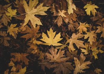 Traders Eye Continuation For Ethereum Toward $900 After ETH2 Launch