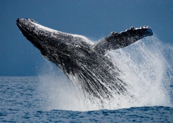 Bitcoin, cryptocurrency, BTCUSD, XBTUSD, BTCUSDT