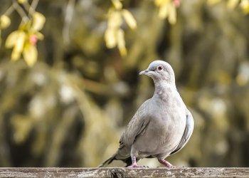 Bitcoin, BTCUSD, BTCUSDT, cryptocurrency