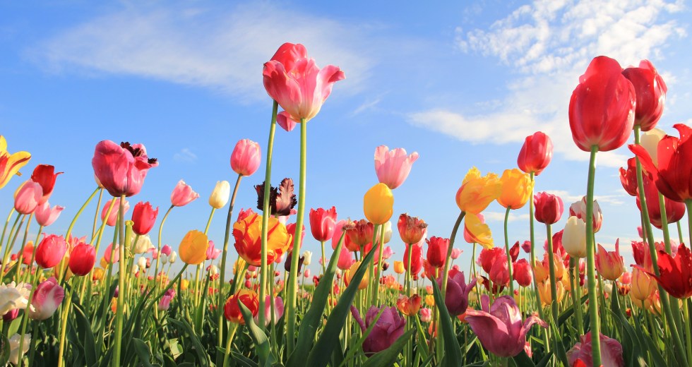 bitcoin tulip mania