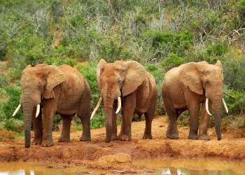 Calls for Bitcoin Breakout Above $50,000 Grow; 3 Reasons Why