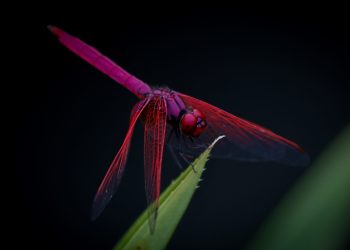 DragonFly Capital Launches $225 Million Crypto Fund
