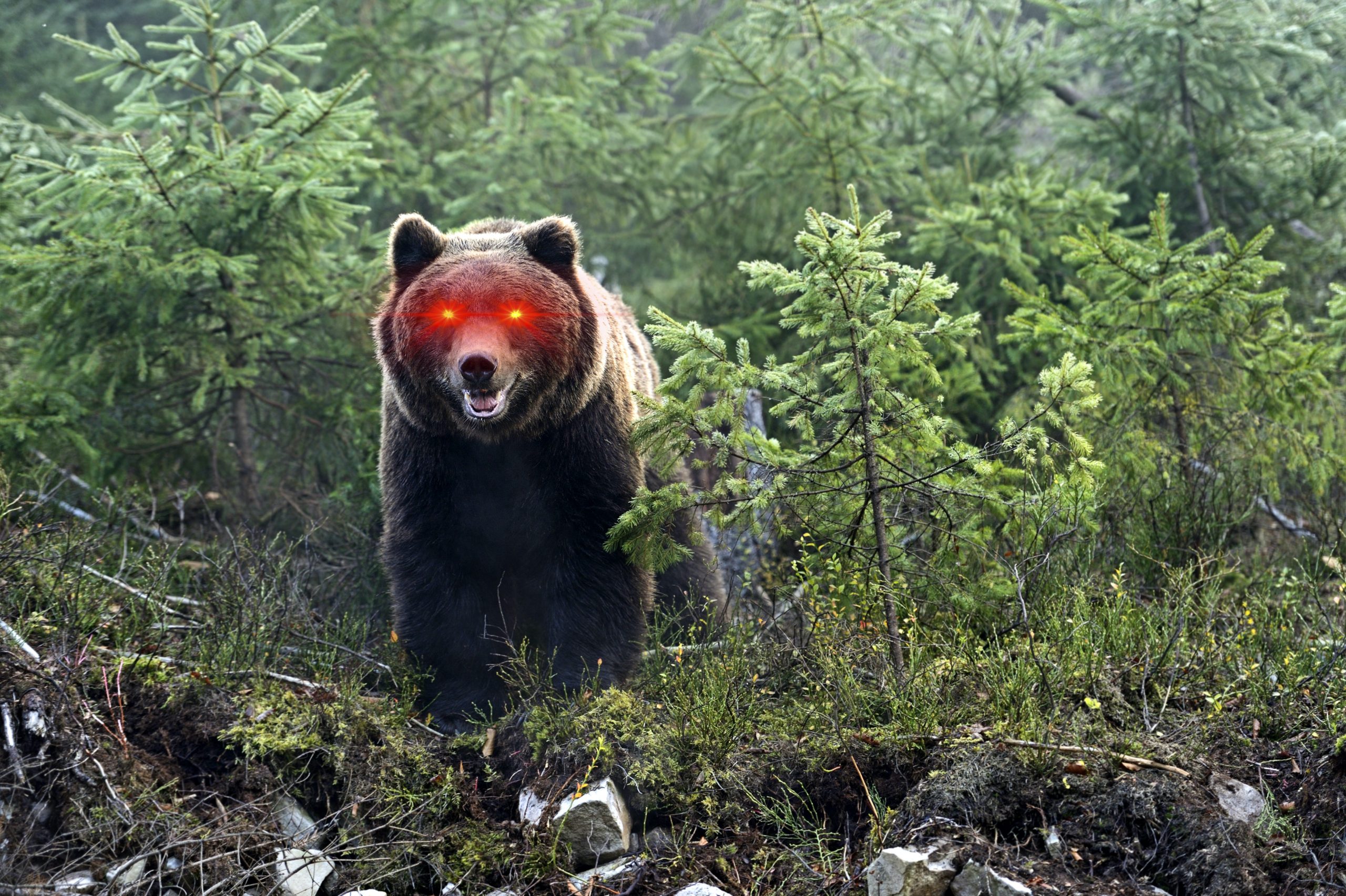 bitcoin bears