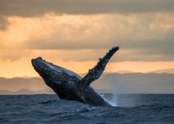 bitcoin whale crash gemini