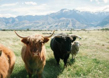 Bitcoin Bulls Take Control Ahead of $6bn Options Expiry; What to Expect?