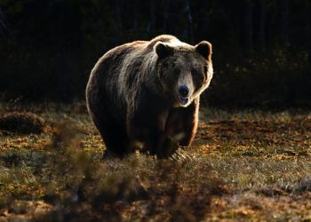 Bitcoin Continues Its Slump: Indicators Point to Further Correction Ahead