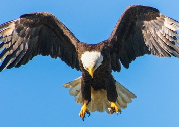 Cardano ADA ADAUSDT22