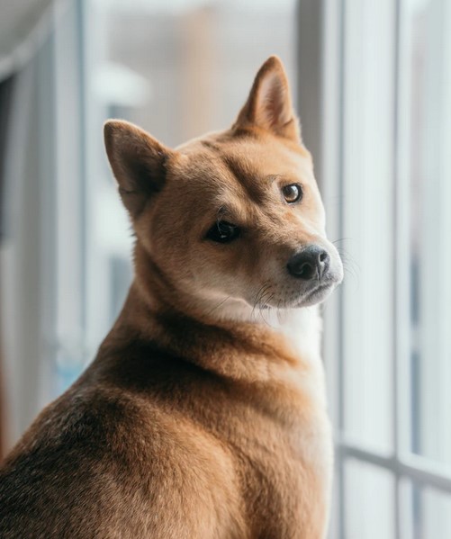 Bubble Vibes? SHIB And DOGE Command Over $70B In Capital