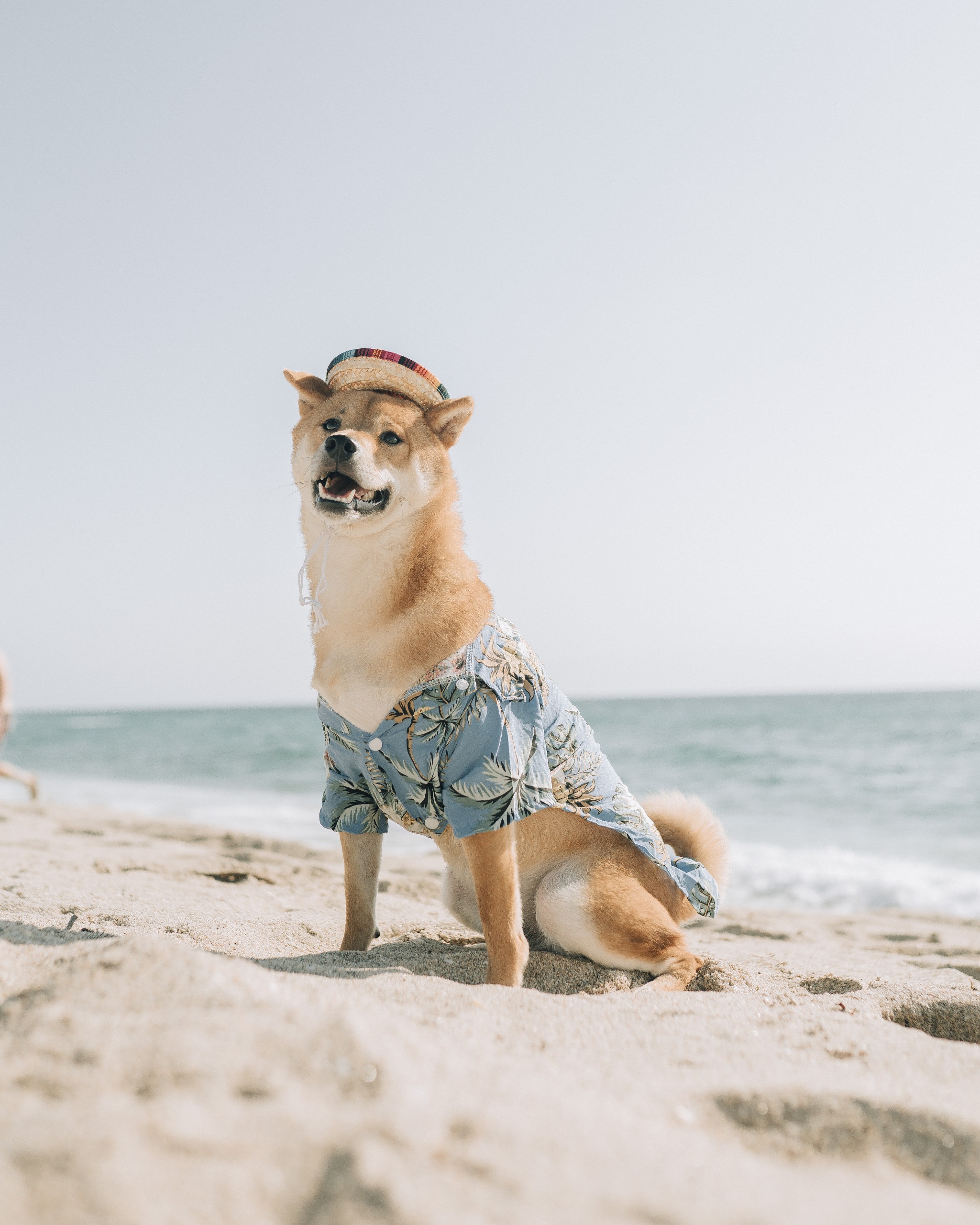 Doge at the beach, for DogeCoin