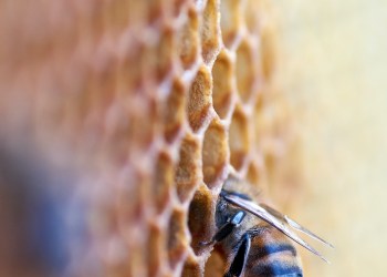 Bees to represent Bitcoiners