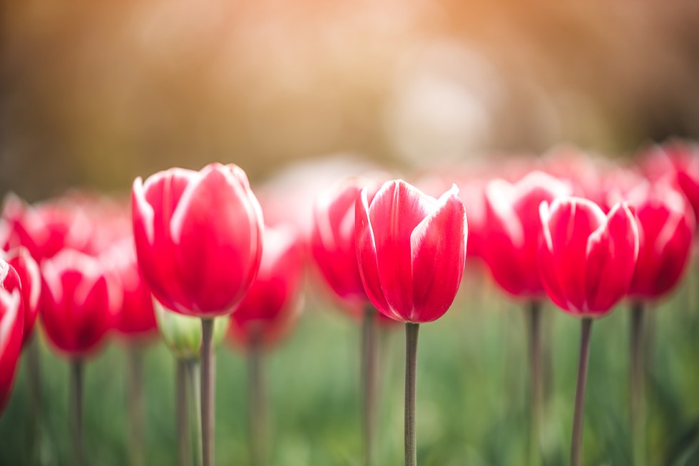 bitcoin crypto tulips tulip mania iStock-1192491693