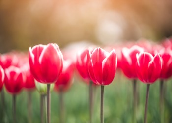 bitcoin crypto tulips tulip mania iStock-1192491693