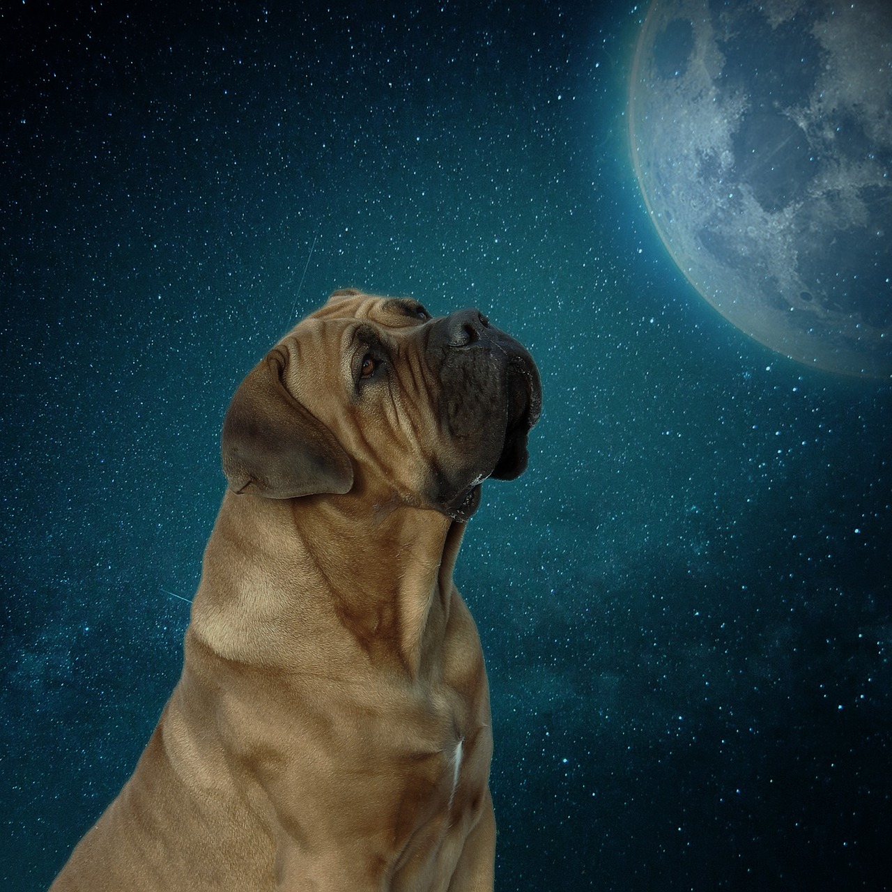 2022新作モデル DogecoinロゴDogeCoin Pocket To the Moon Meme Cryptocurrency トレーナー  トレーナー