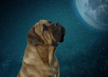 DOGE To The Moon: SpaceX To Accept Meme-Inspired Coin As Payment