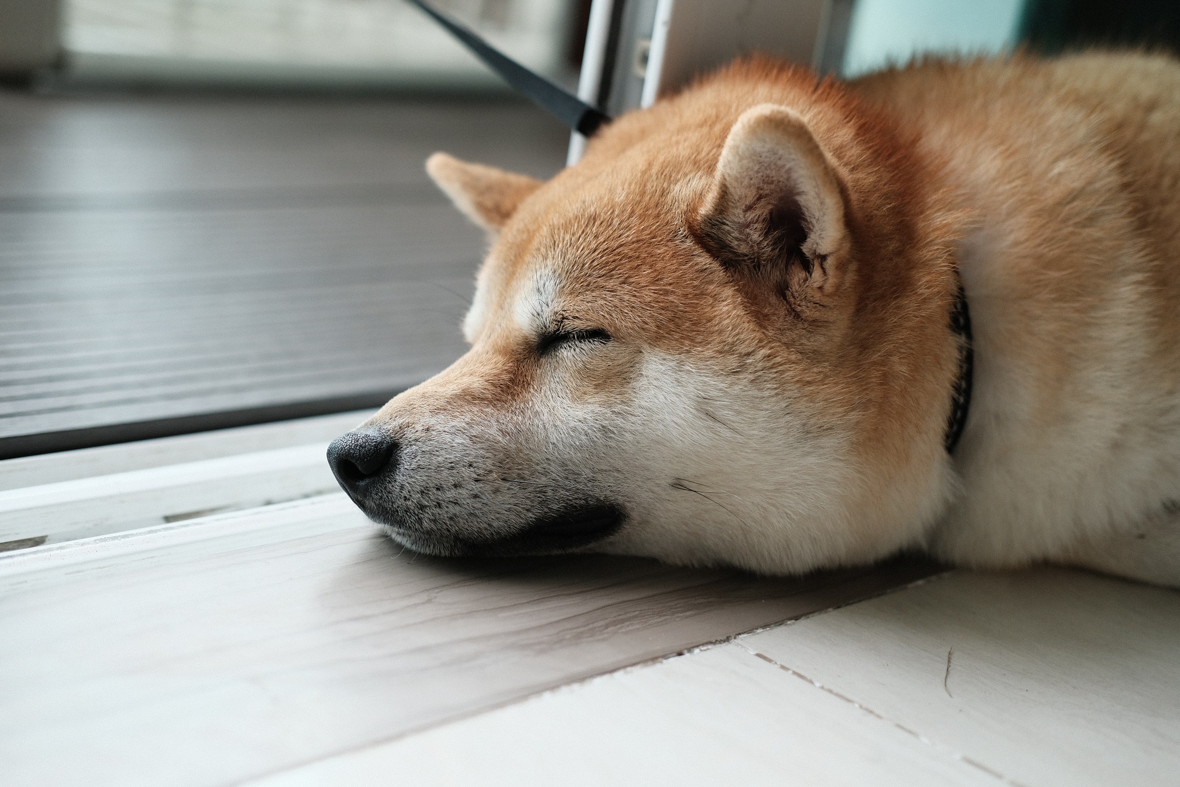Dogecoin - Shiba Inu dog sleeping.