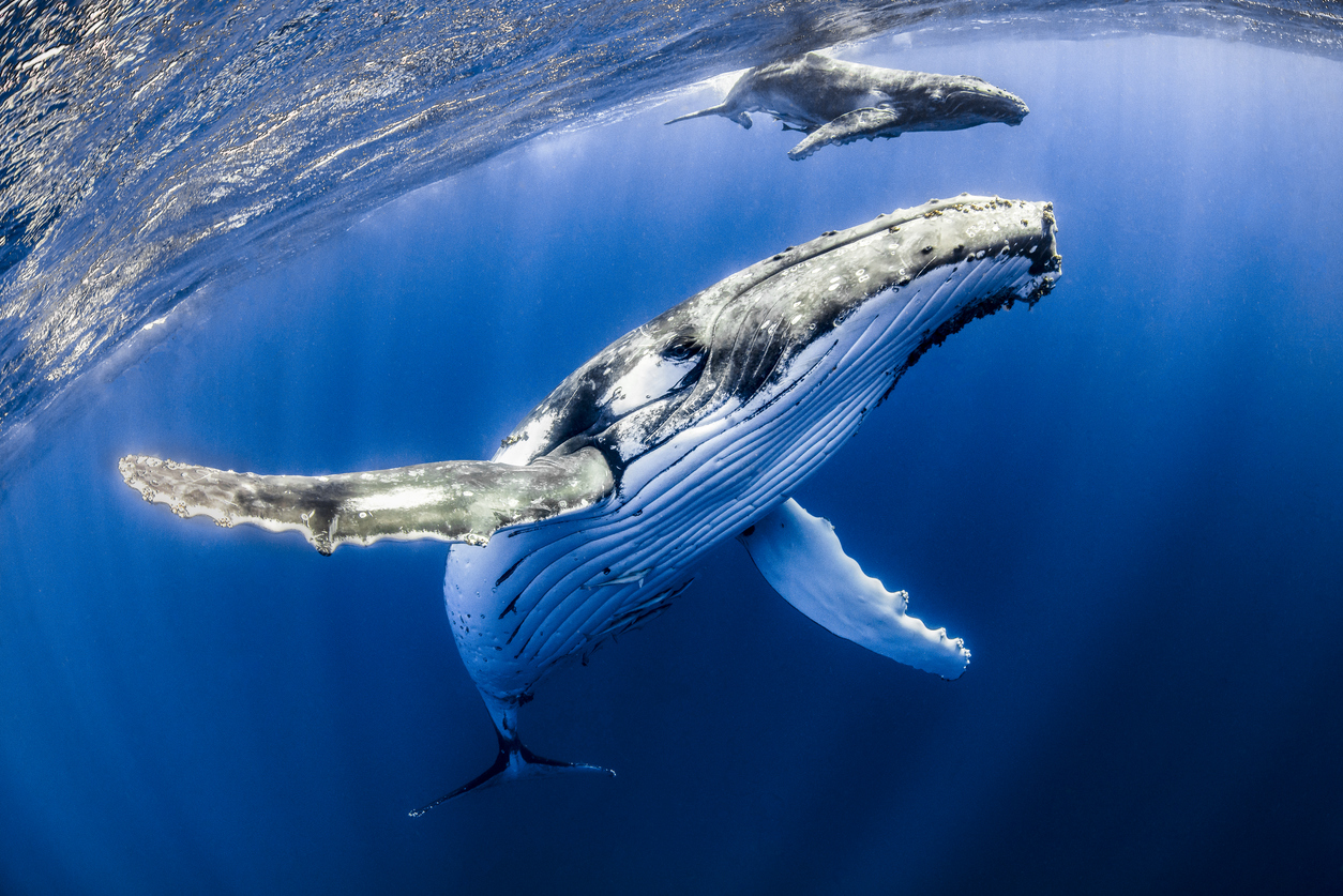 bitcoin bitfinex whales