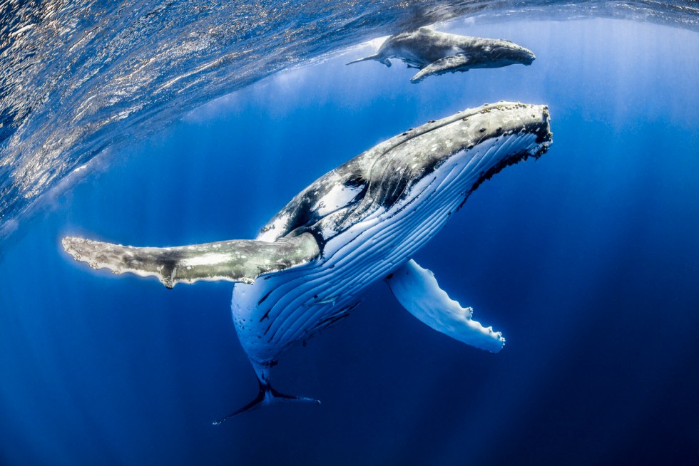bitcoin bitfinex whales
