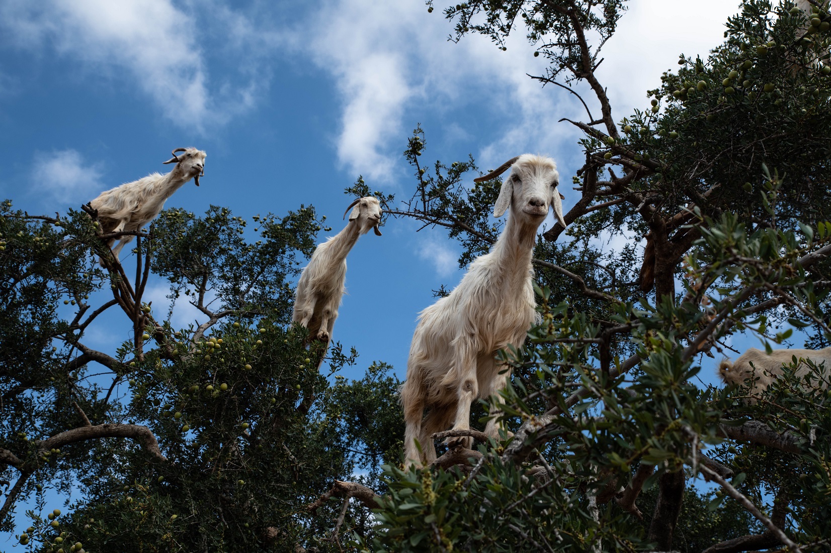 Chivo Wallet, three goats over a tree.