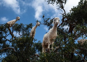 Chivo Wallet, three goats over a tree.
