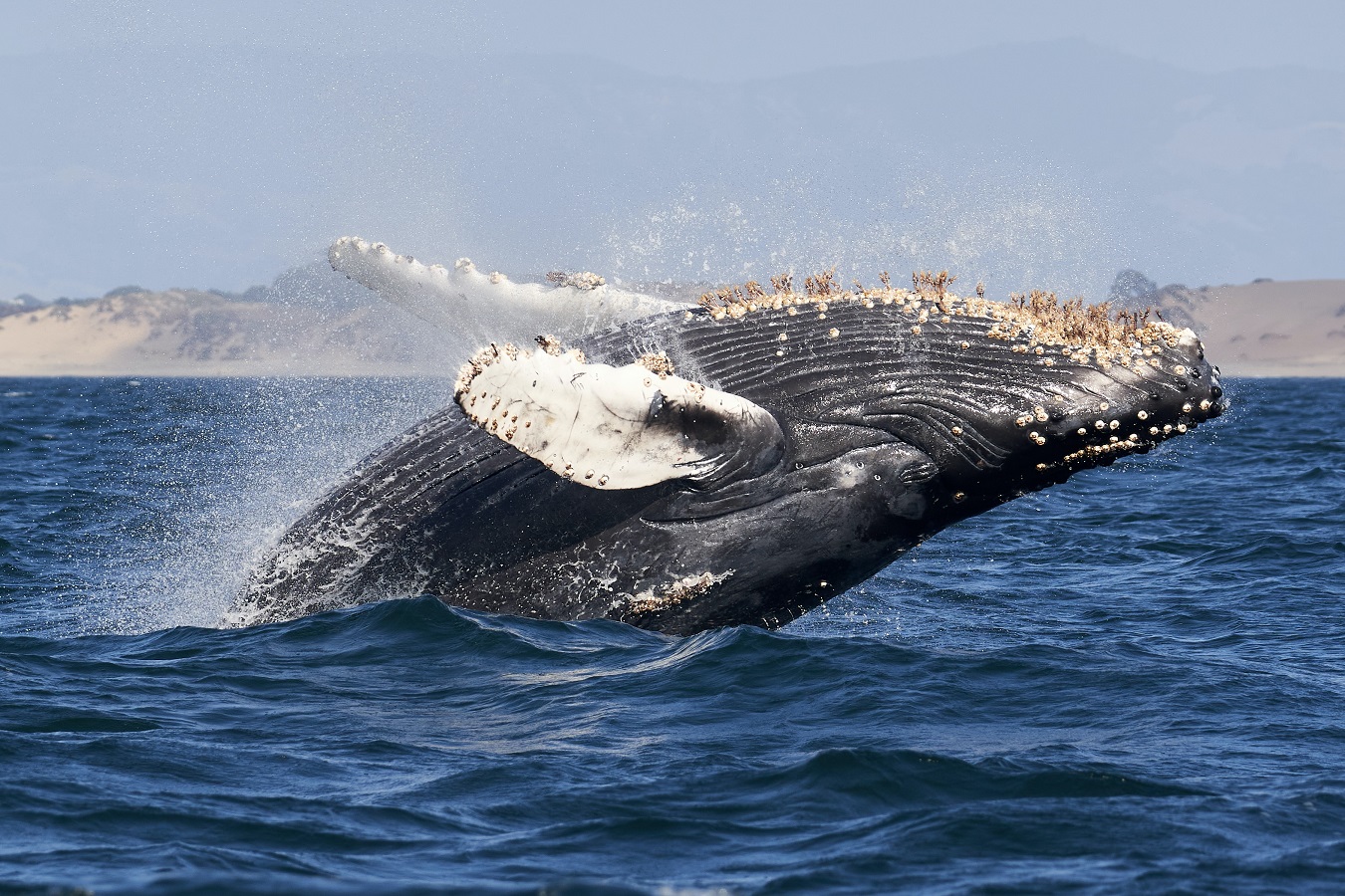 Mircea Popescu, a whale piercing out of the water