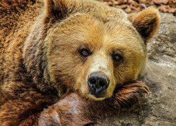 Why Does Bitcoin Turn Bearish as Inflation Spike?