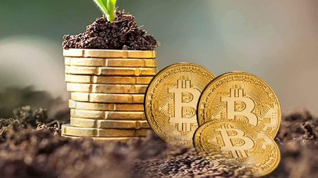 Picture of bitcoins in soil, with a plant growing off it