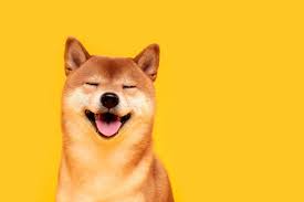 Picture of a Shiba Inu dog breed, the dog for Doge
