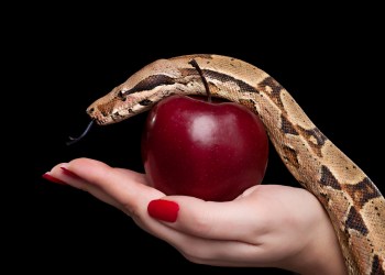 litecoin Adam and Eve