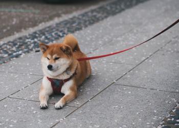 Shiba Inu: The Big Explosion, The Drop & The Future Impacts