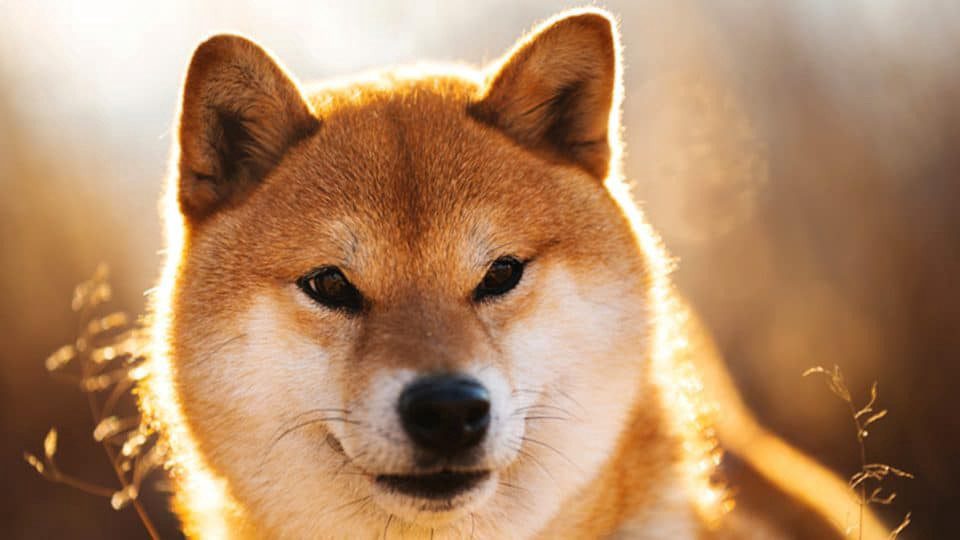 SHIB Picture of a Shiba Inu dog