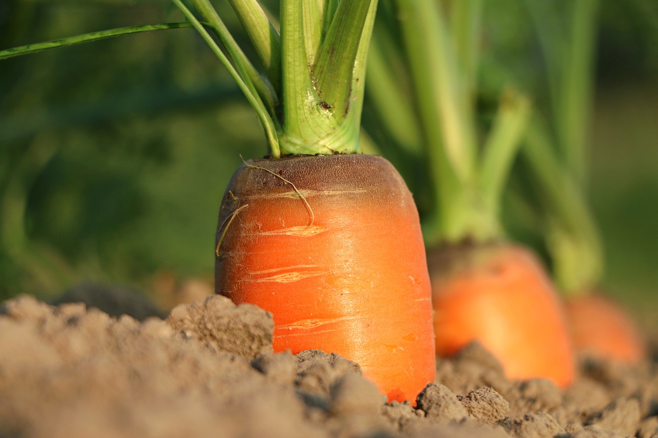 Taproot, a carrot growing from the ground