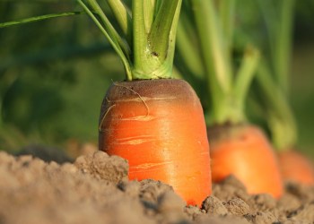 Taproot, a carrot growing from the ground