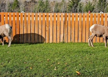 Chivo Wallet, goats on a field