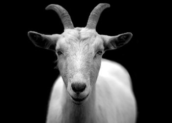 Chivo, a goat