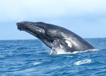 FTX Beats Out Shiba Inu To Become New Ethereum Whale Favorite