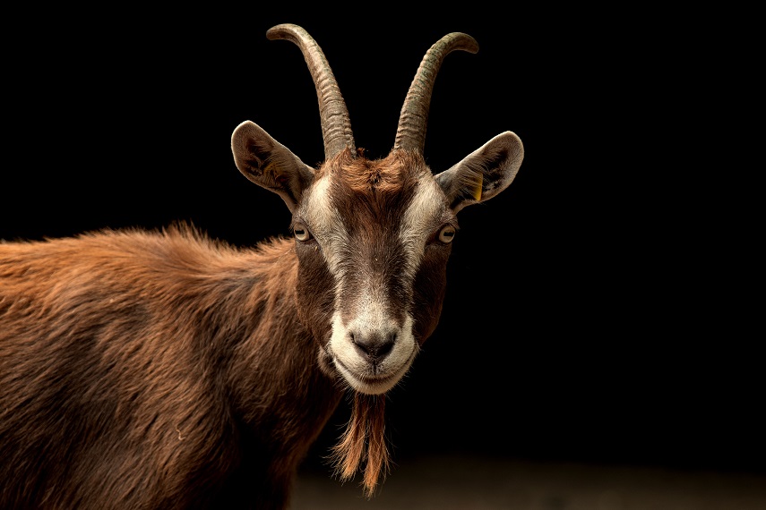 Chivo Wallet, a goat with a black background